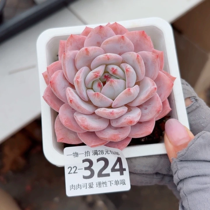 橙梦露无盆土发货无