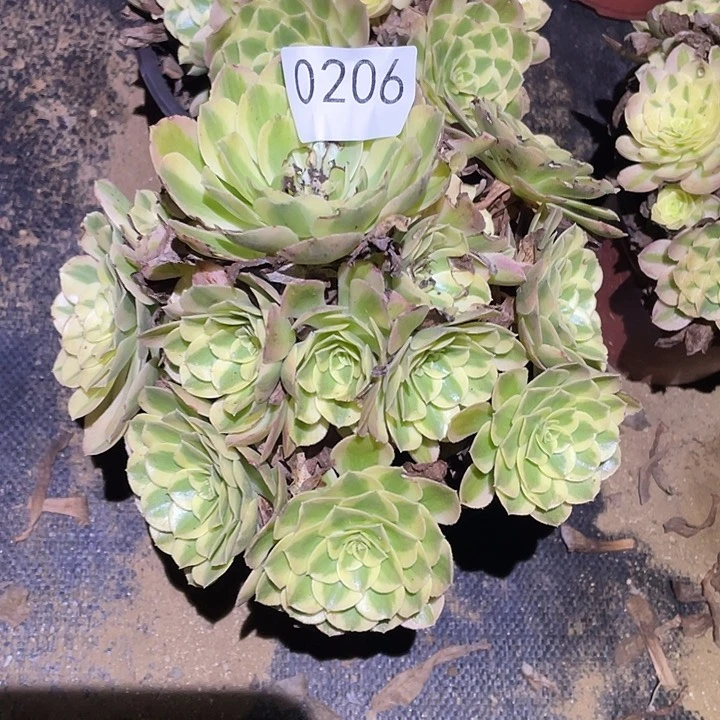 蛟*多肉植物法师206玉姿