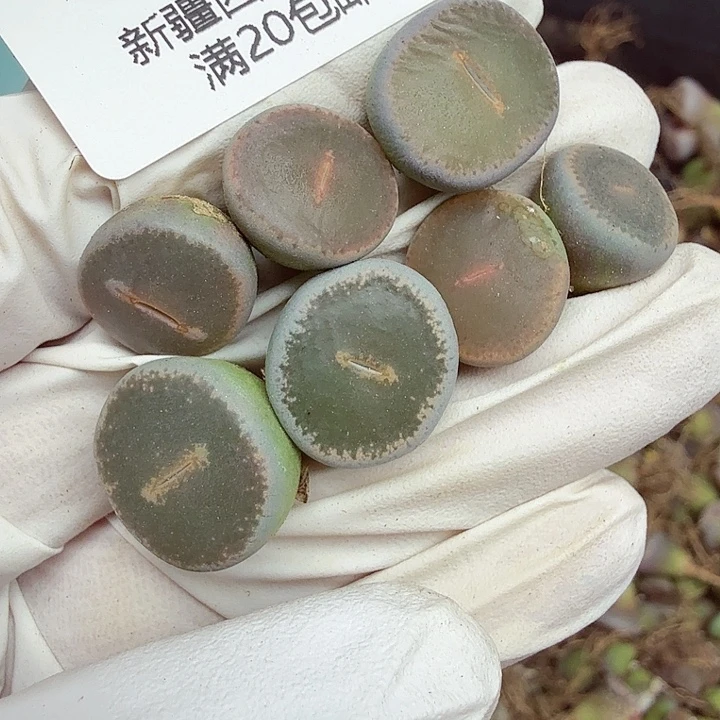 哈哈笑了好喜欢你好553你