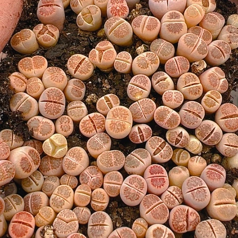 【闪购商品】24917