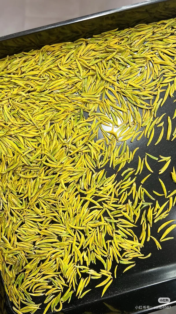 2025奶白黄金芽白叶2号试喝50克