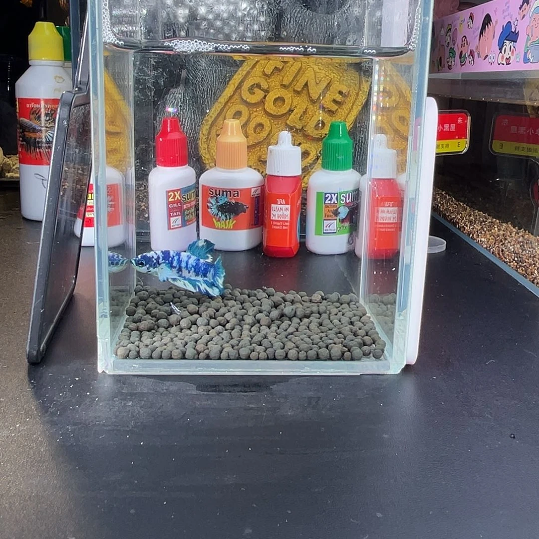 斗鱼30号107早青花奶牛