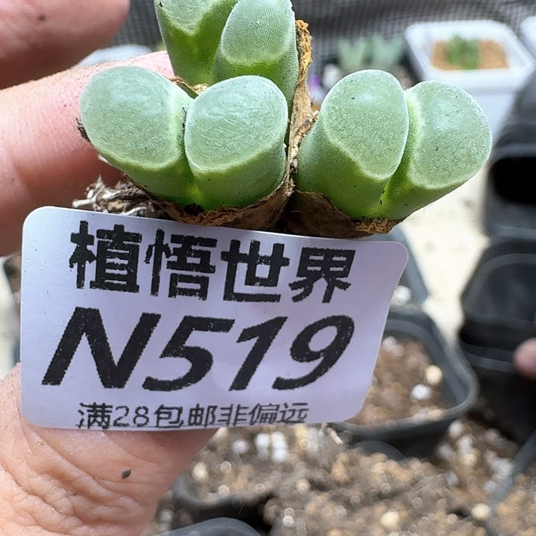 多肉植物的嘴须gb