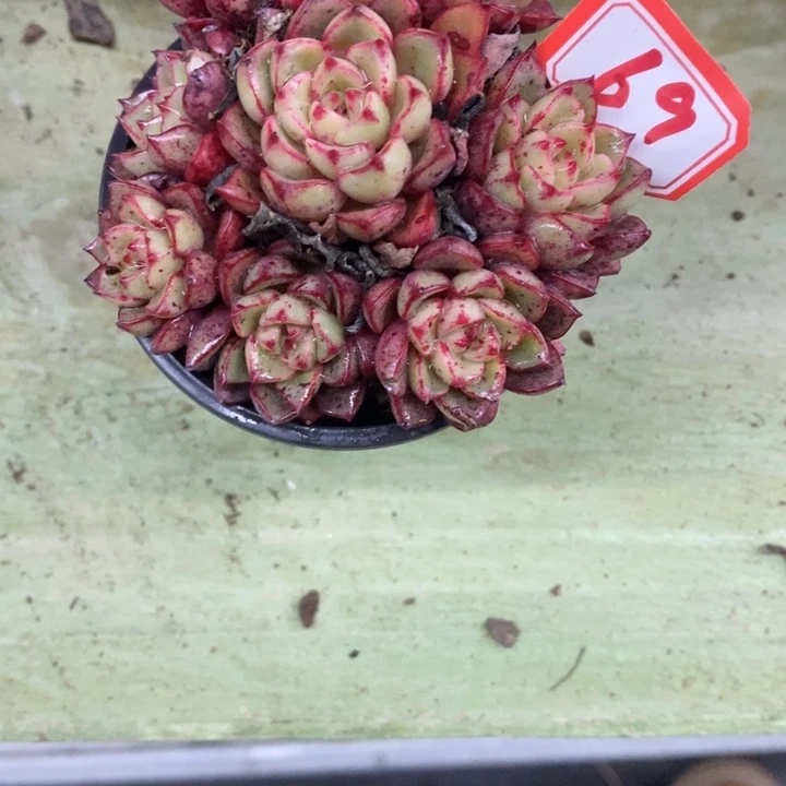 吃****卜一物一拍杂多肉69