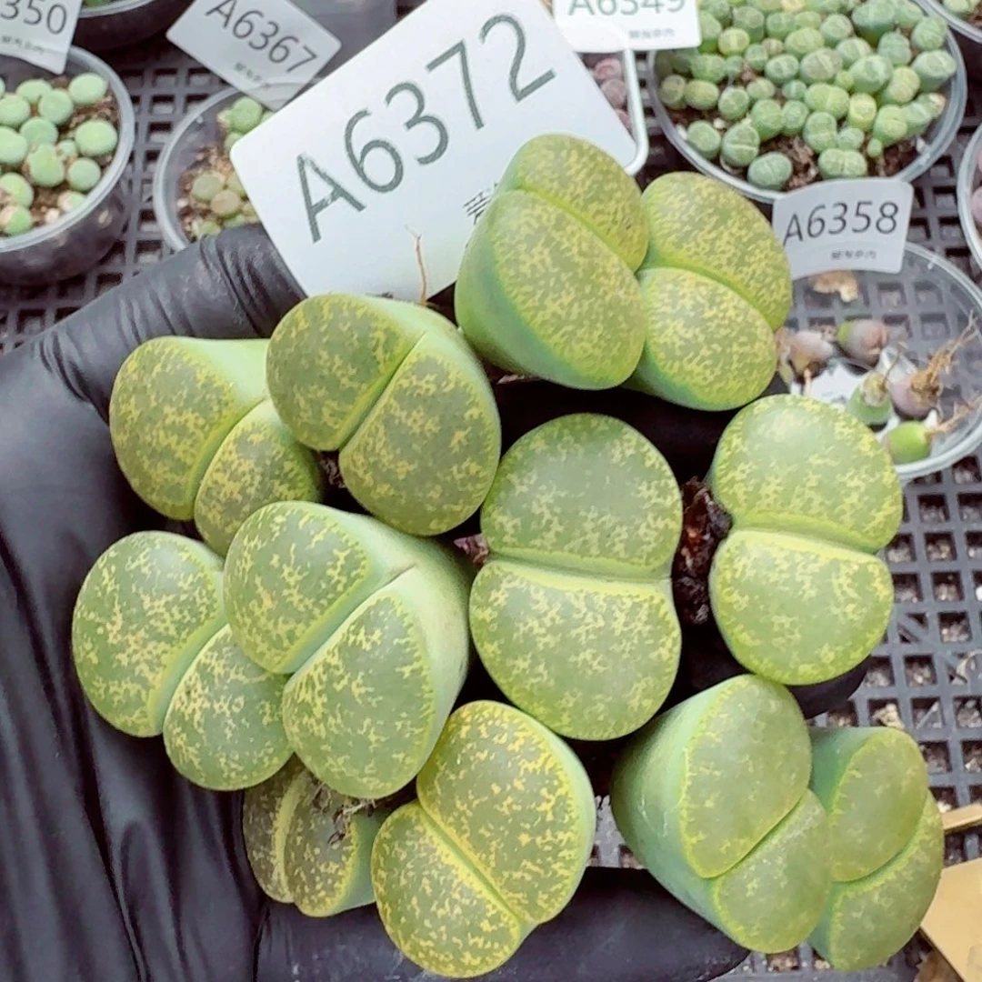 6372–生石花 生石花