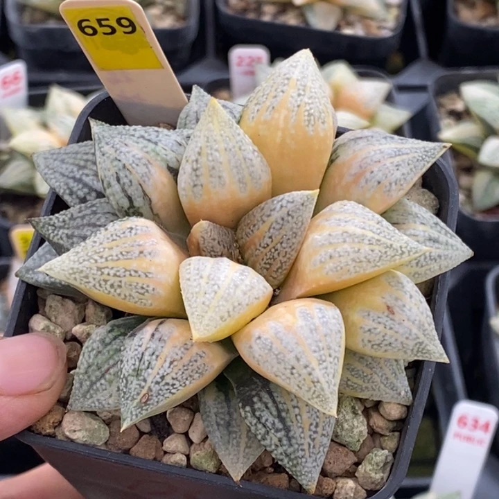 659号实生糊斑白银锦带盆