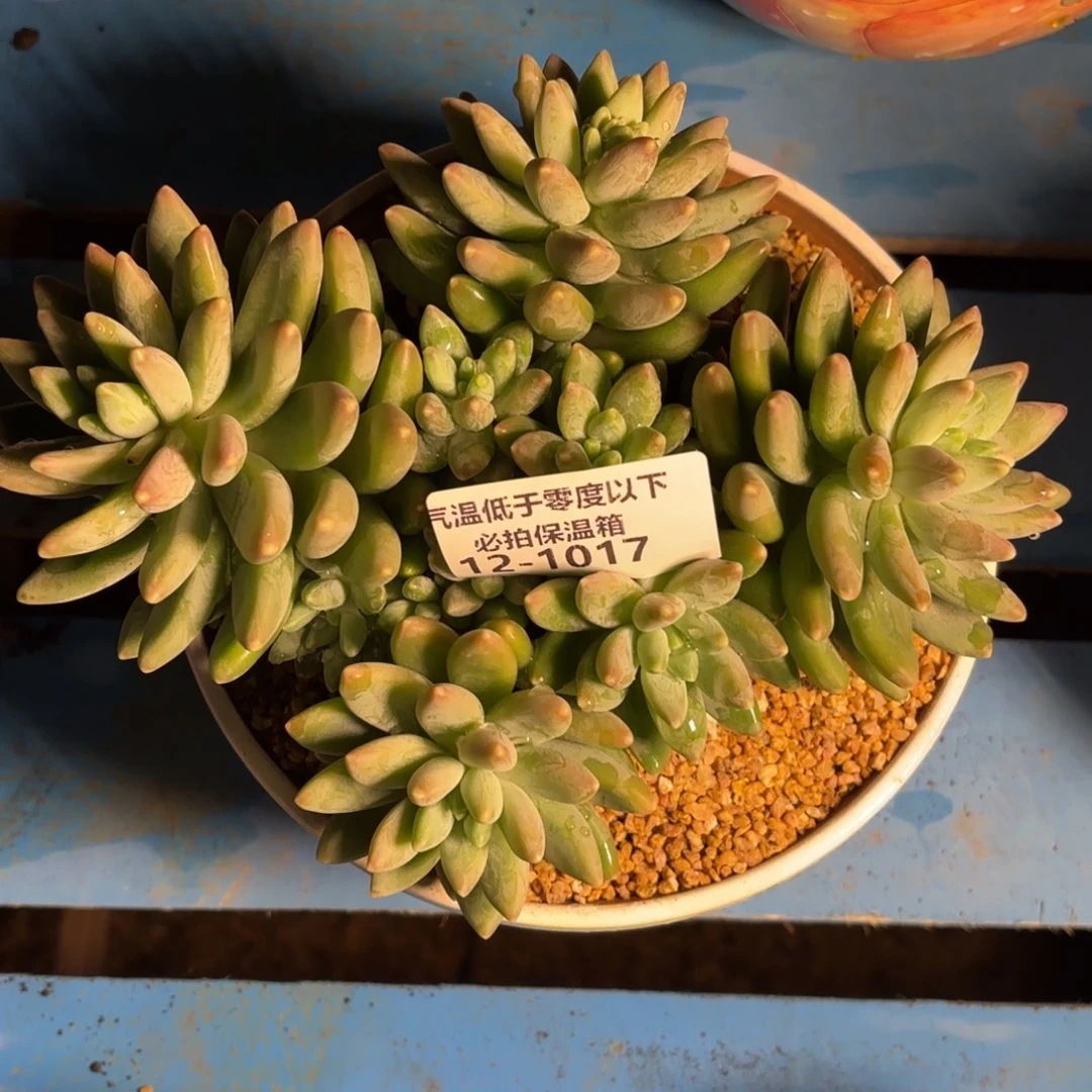 1017阿蒂斯托多肉植物