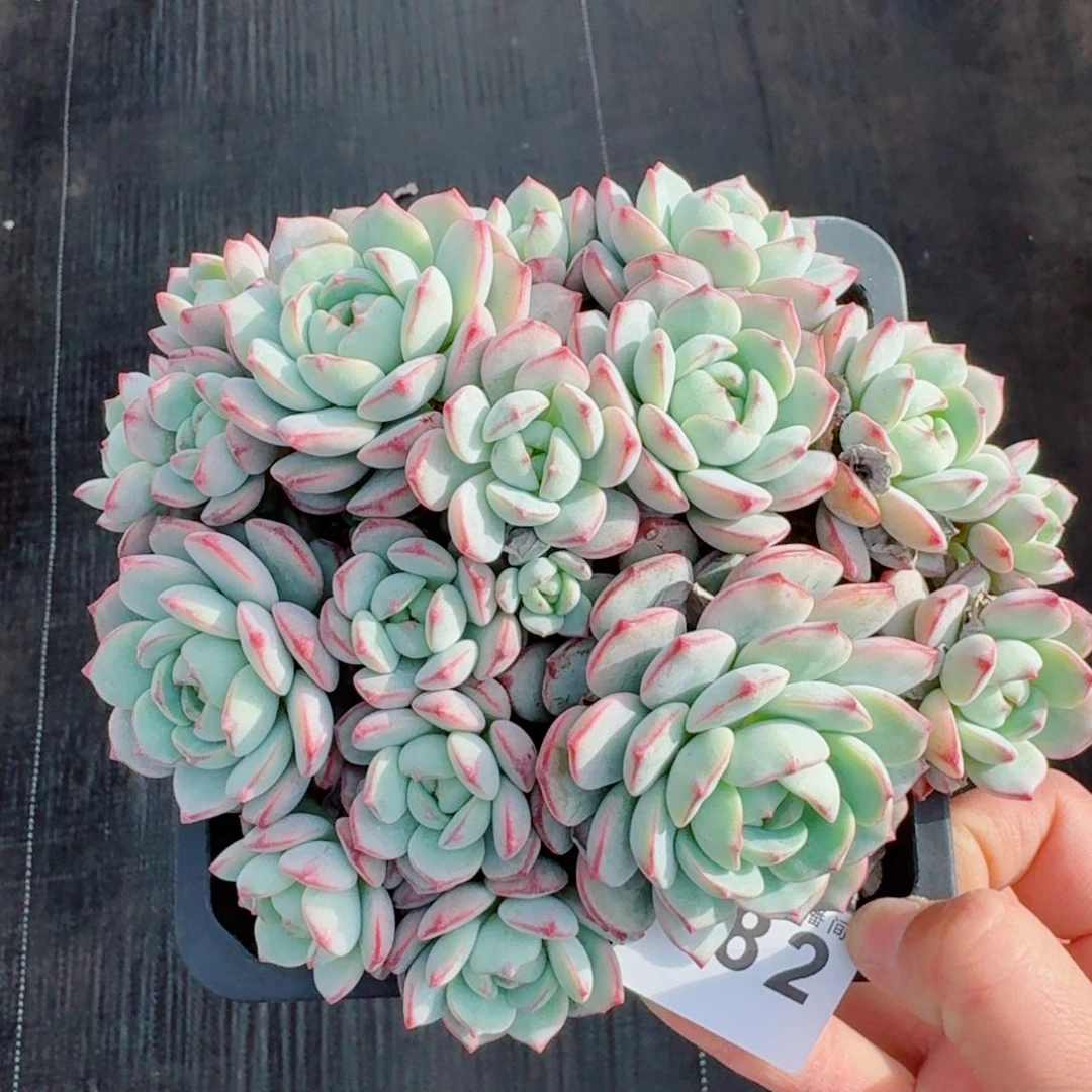 香草      愿你一路坦途，乘风破浪展宏图