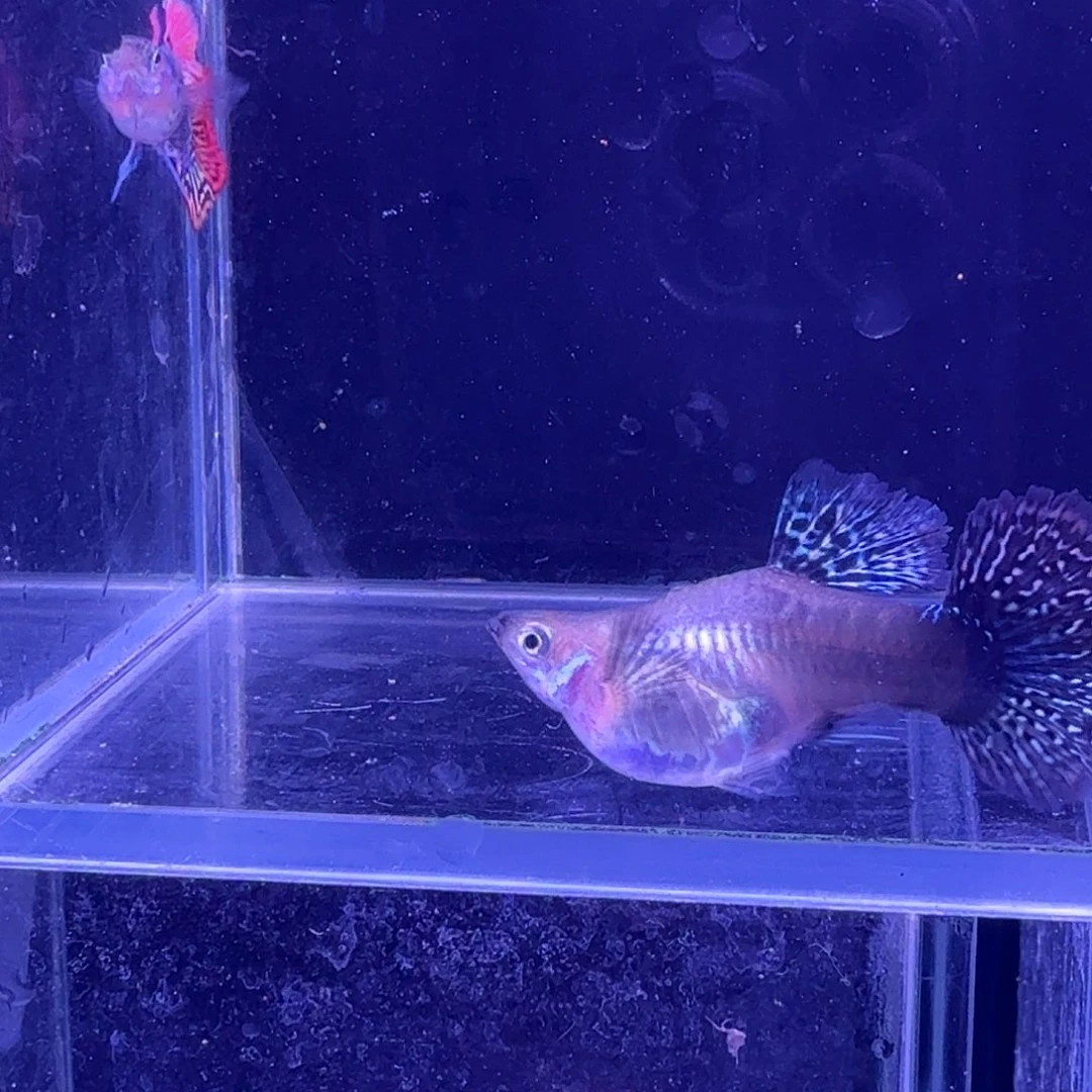 孔雀鱼七彩龙鳞球1对