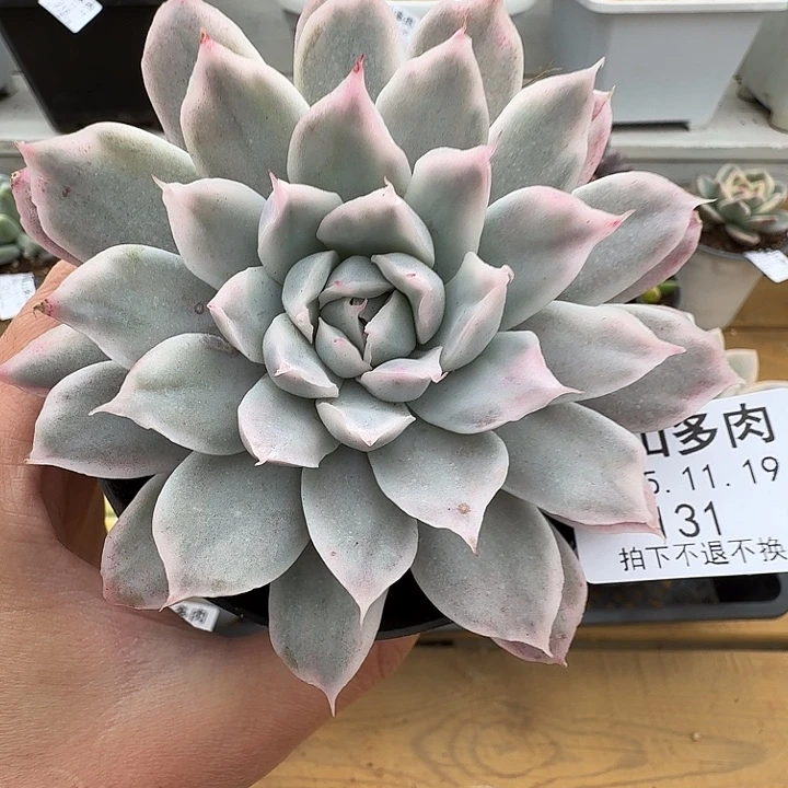 蓝黛莲锦111119-131