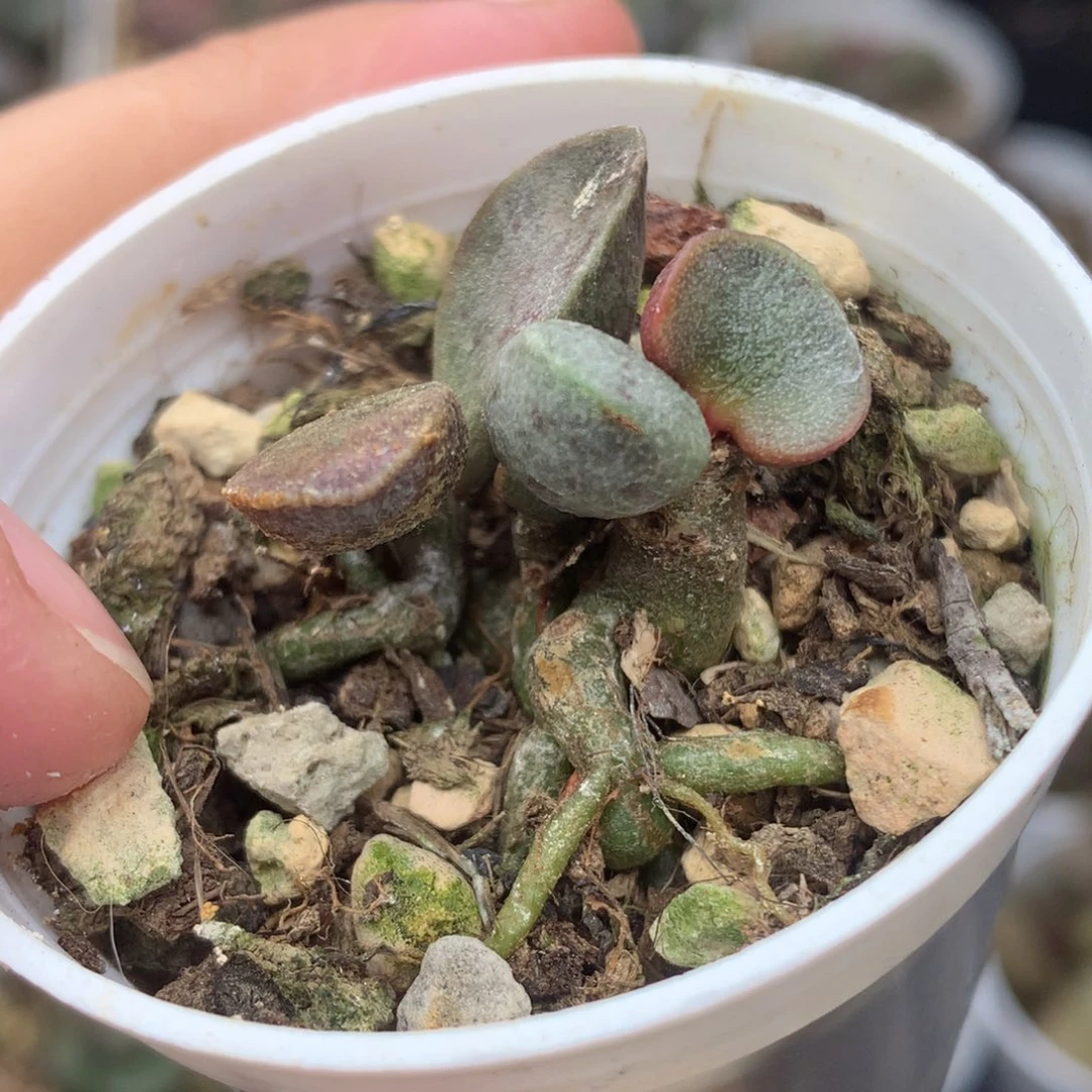 银波粉蛋一物一拍