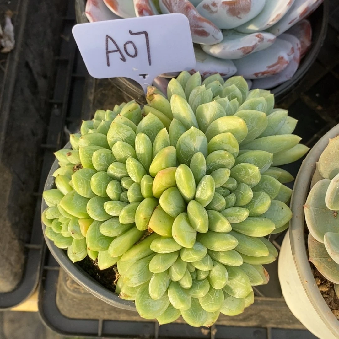 哈哈哈哈哈哈哈哈A07