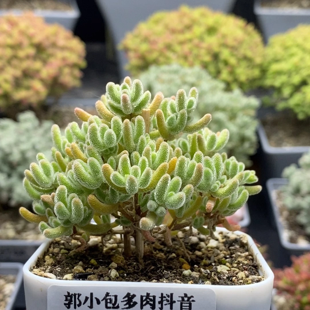 五一放价冰橙5930枝干番杏