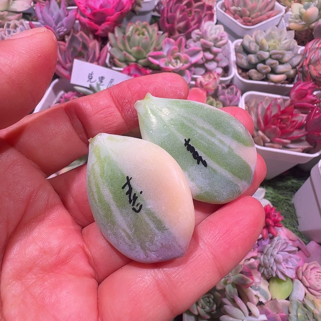 喜***乐多肉植物多肉植物