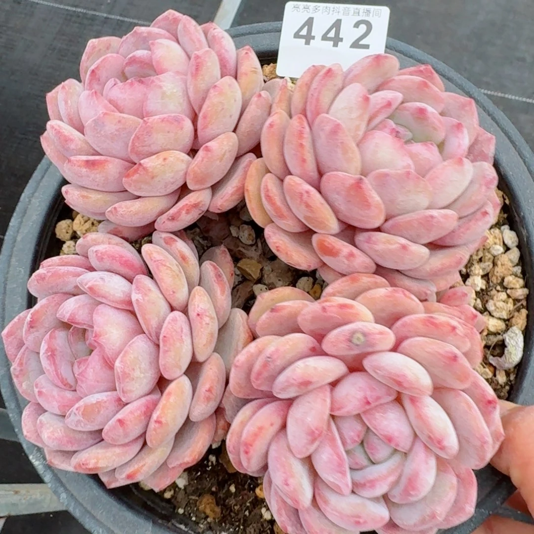 星影群生         精品多肉