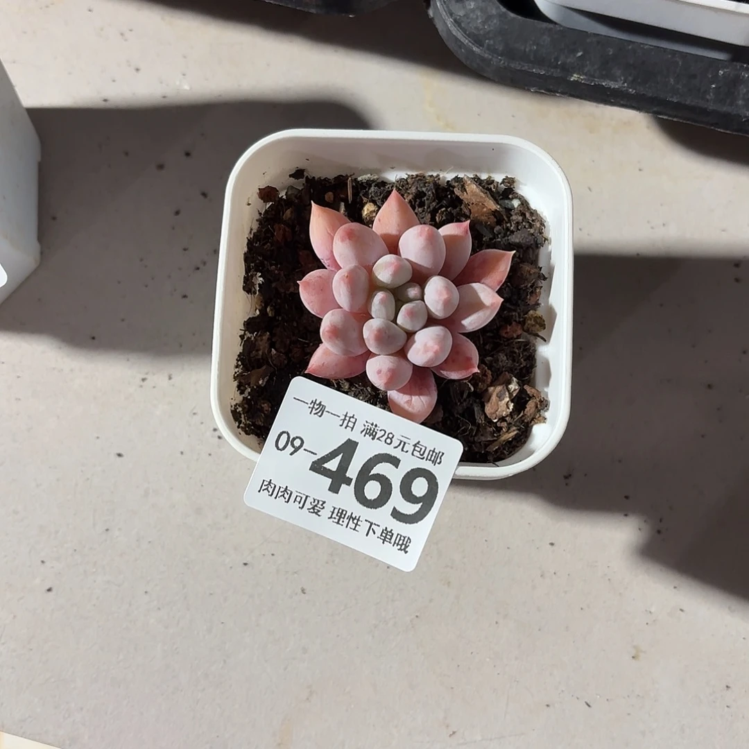 所罗门无盆土发货呀