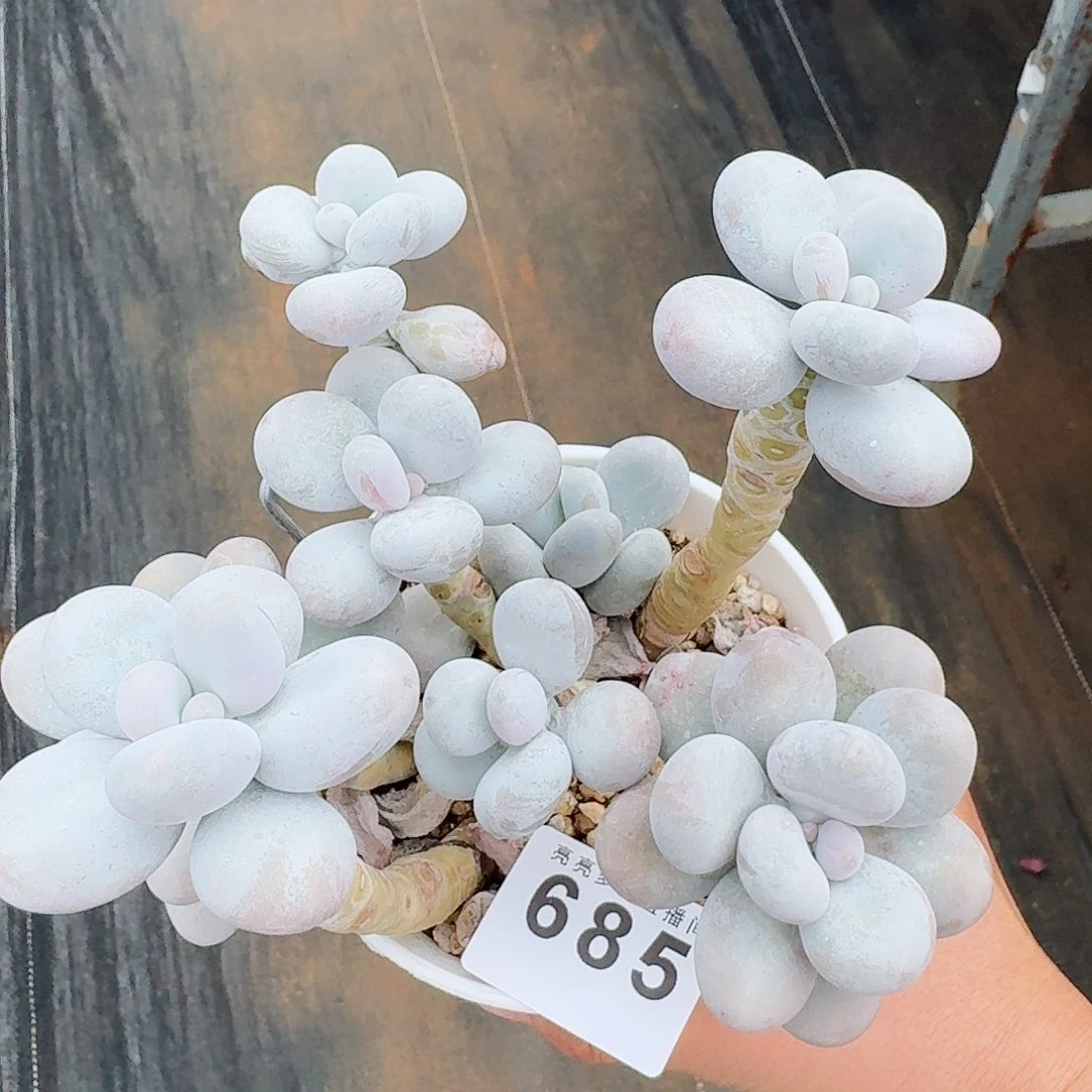 奶酪老桩            精美多肉植物