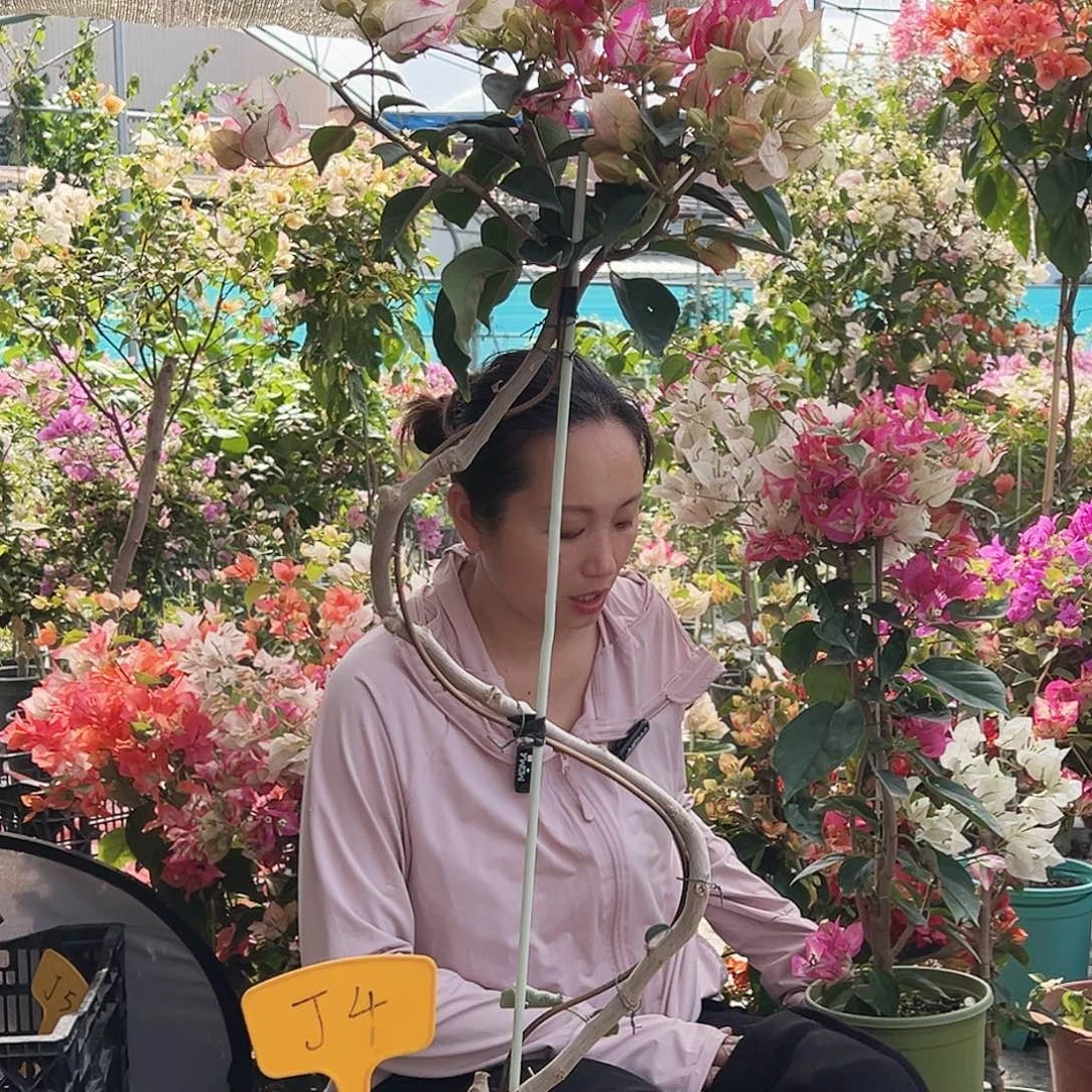 鲜***筋大部分花苞少量开放J4娆