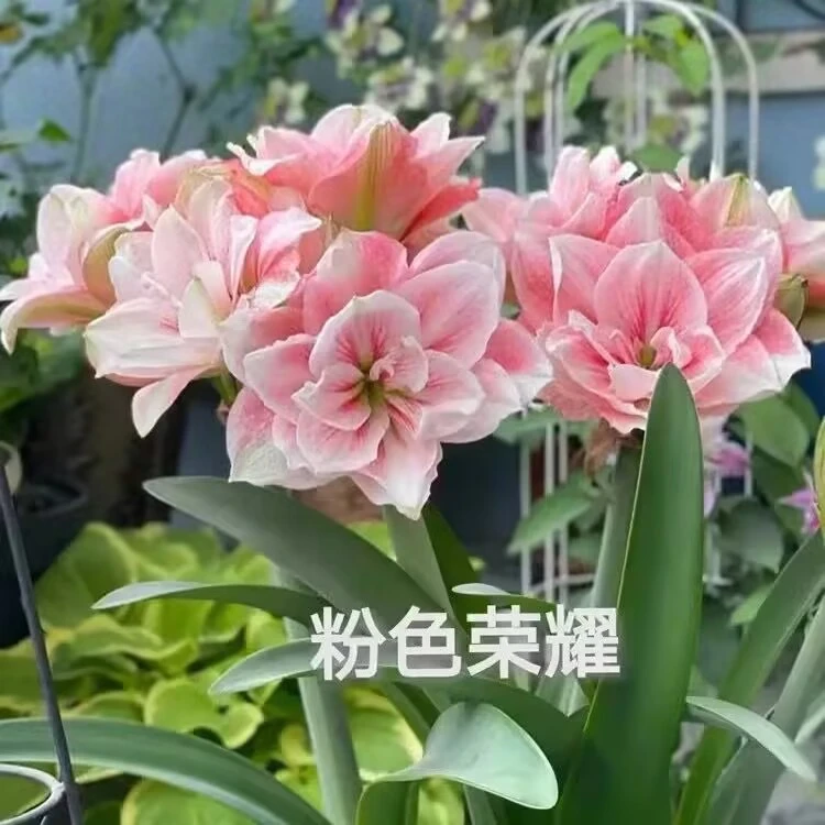 2颗）粉色荣耀朱顶红5-6厘米