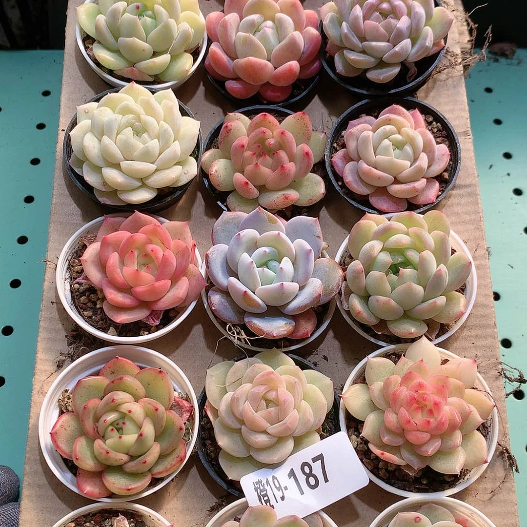 19-187一物一拍带盆18颗。