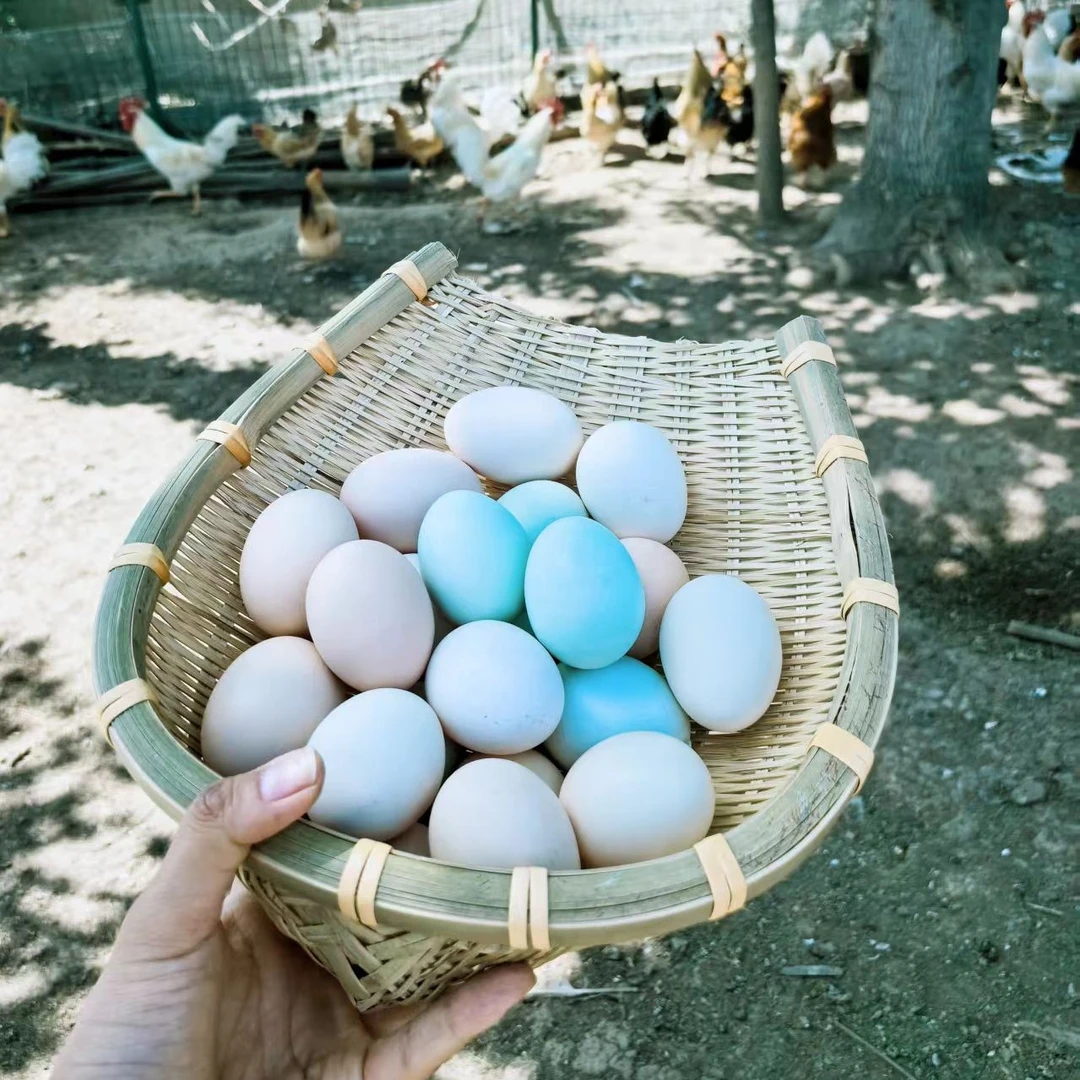 三信农业·生态走地鸡蛋·传统养殖【现捡现发】