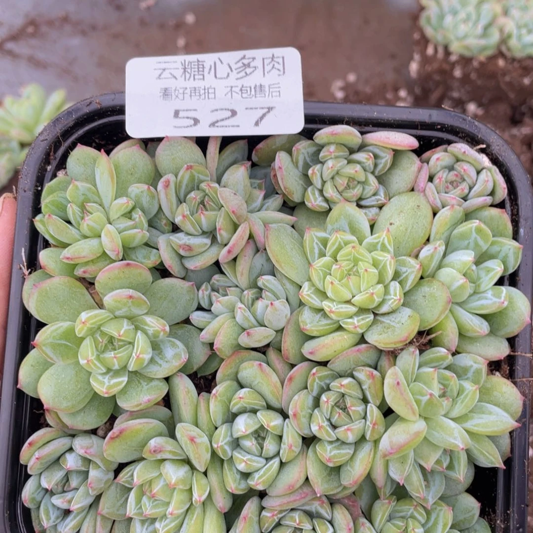 云糖心多肉植物527