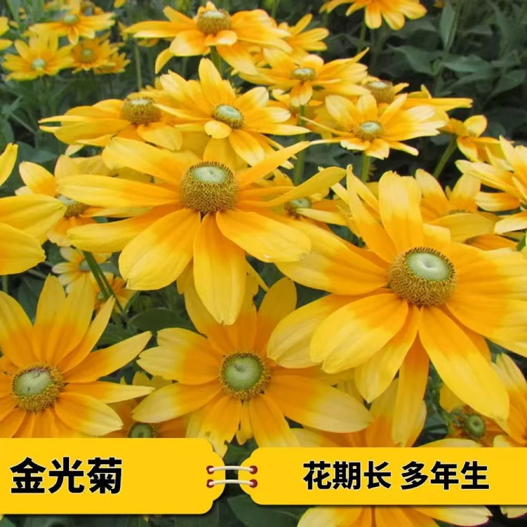 【金光菊】阳光草原盆栽楼顶阳台庭院多年生花卉耐热耐寒花园植物