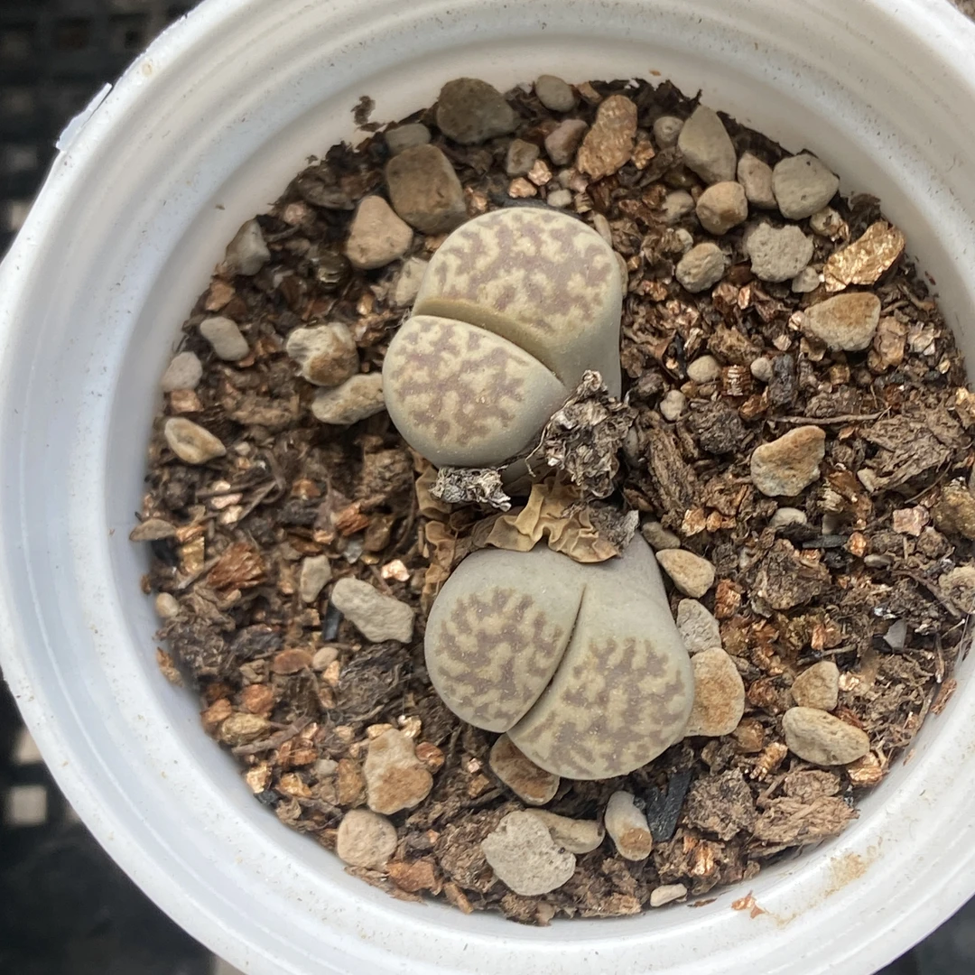 小列岛6月23