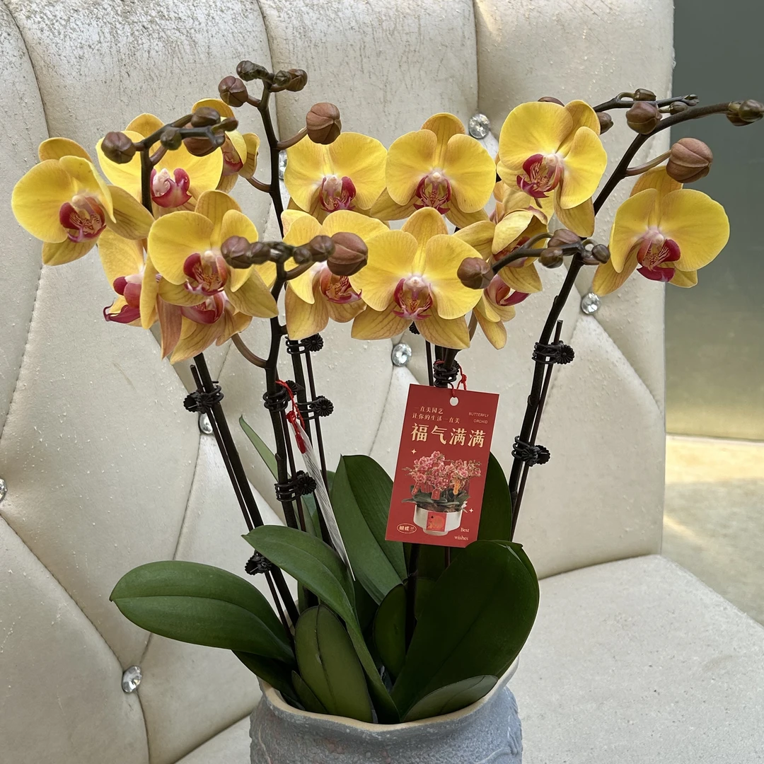 喜兰精选【黄金万两】金灿灿迎新年 年宵花蝴蝶兰 好看好养