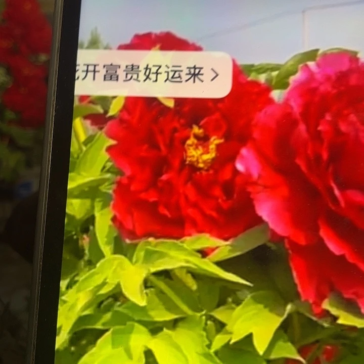 无花朵小苗中国红