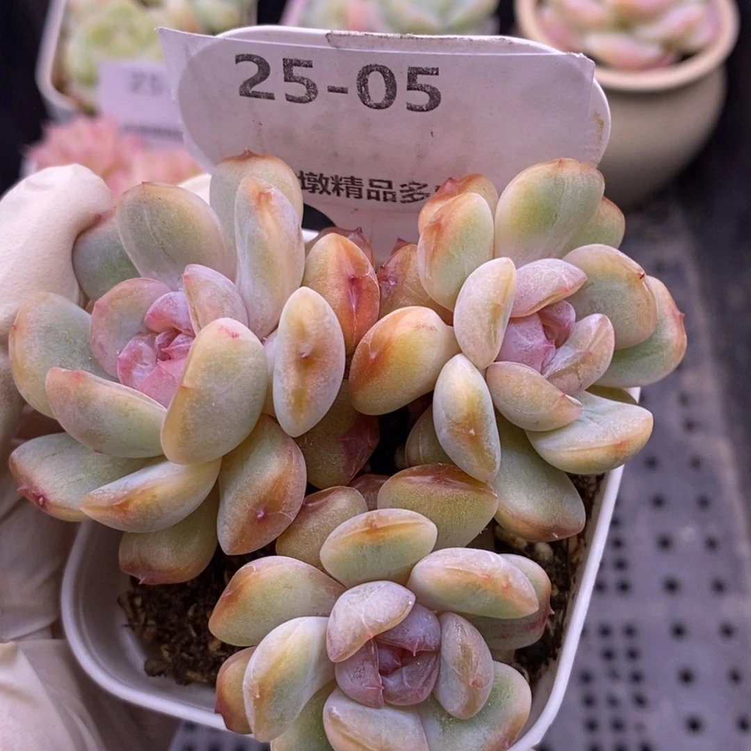 【闪购商品】25-05红恋