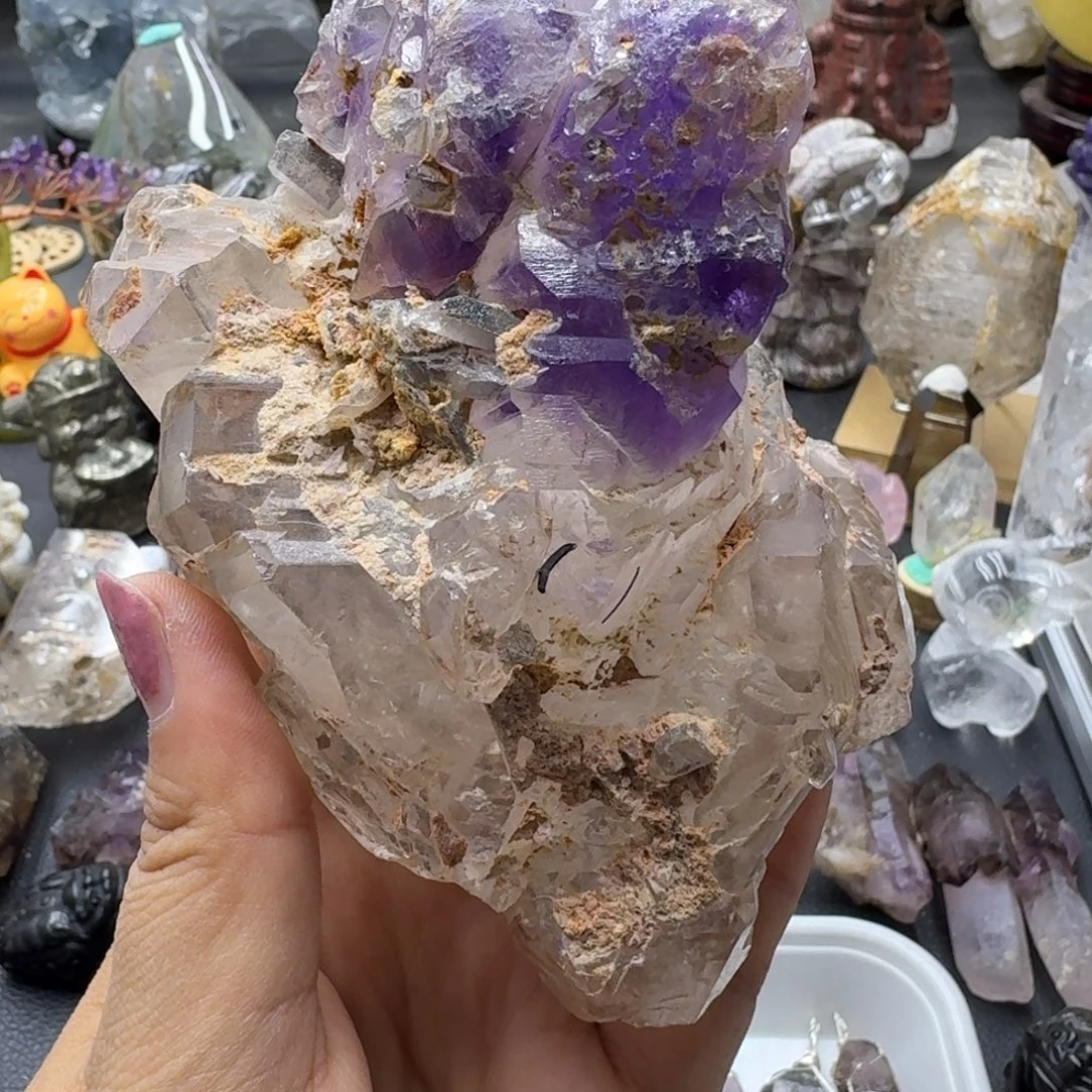 紫骸骨红泥共生带水胆