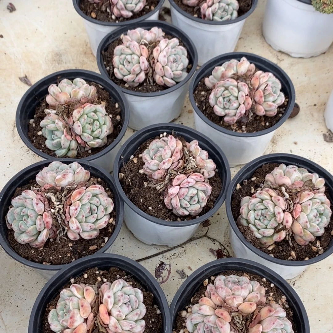 雪爪多肉植物随机一个