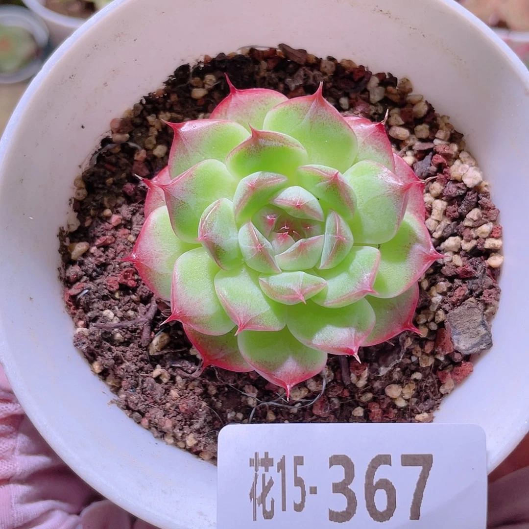 花利美15-367海王