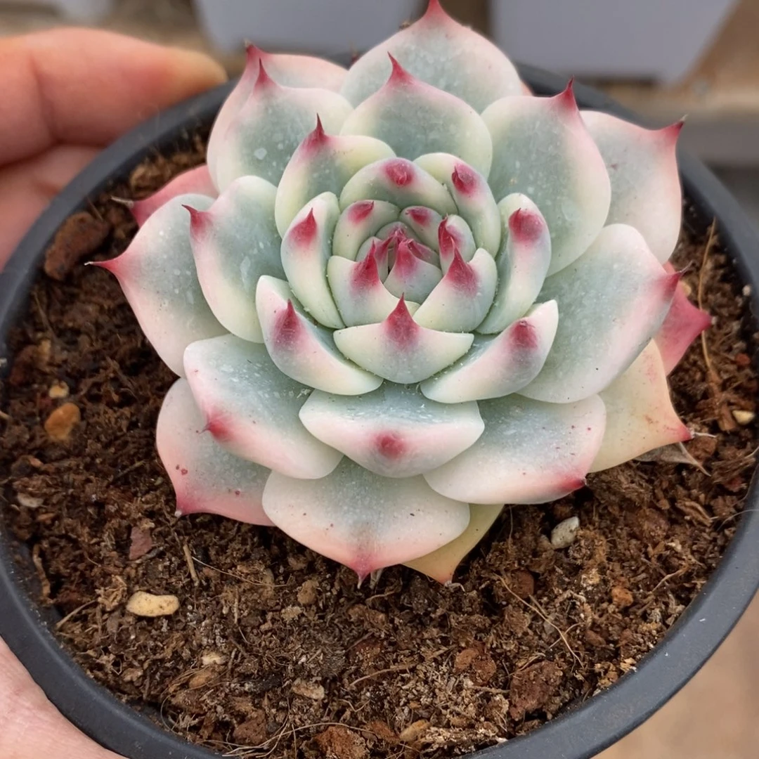 吉娃娃锦多肉植物8955