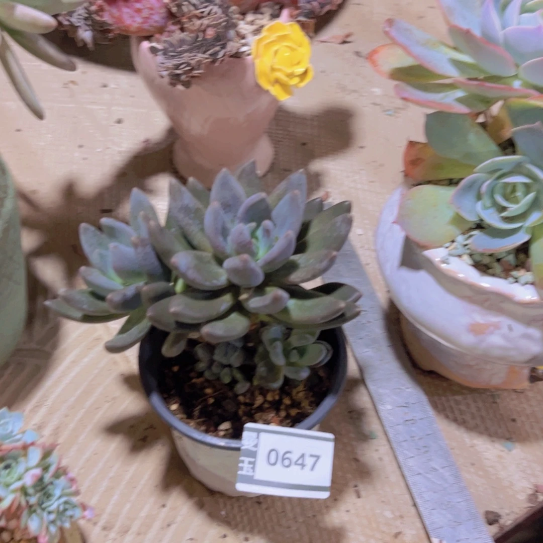 黑加仑多肉植物0647