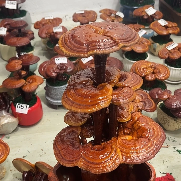 无花朵8888888888888888