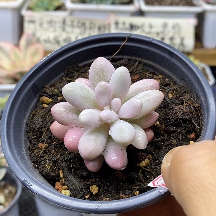 3090 汤圆锦多肉