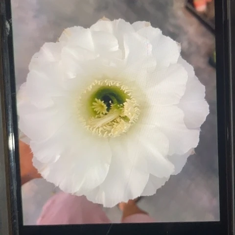 白花2.5-3公分侧牙