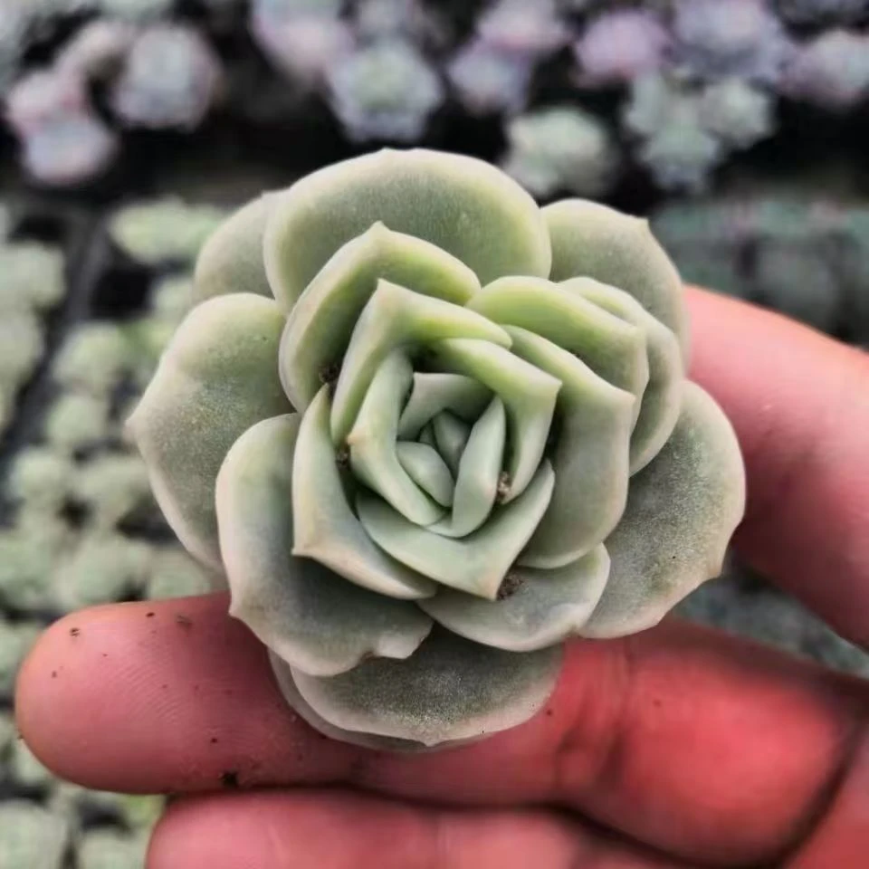 单头可爱玫瑰脱土发货(拼满15元包邮)多肉植物阳台露台办公室