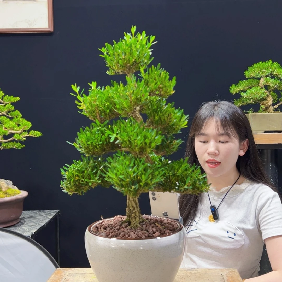 黄杨盆景老桩四季常青