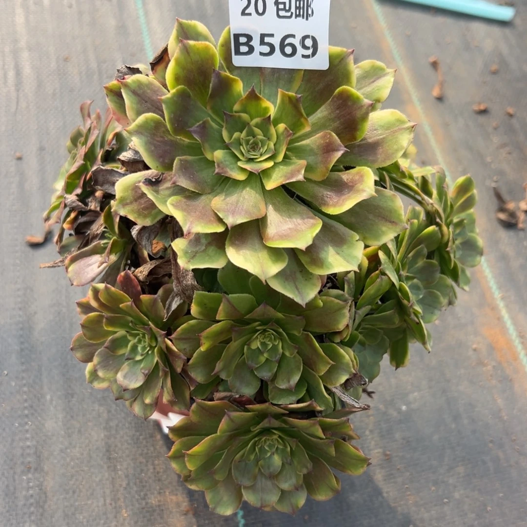 569沙皇，满50包邮