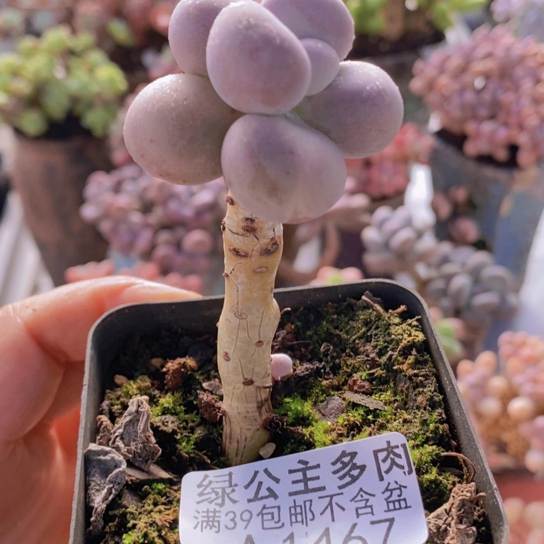 芭比奶洛老桩1467多肉植物