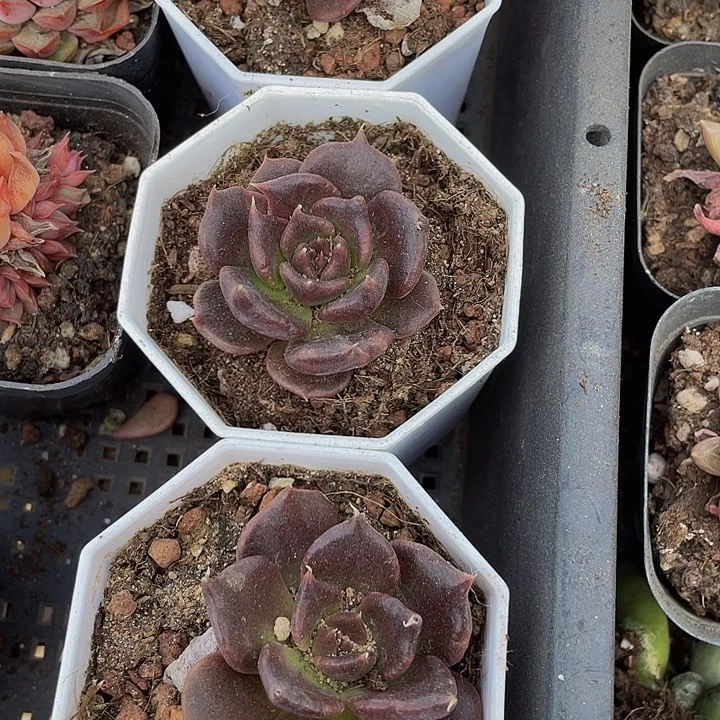 八角盆黑饺子带盆土发