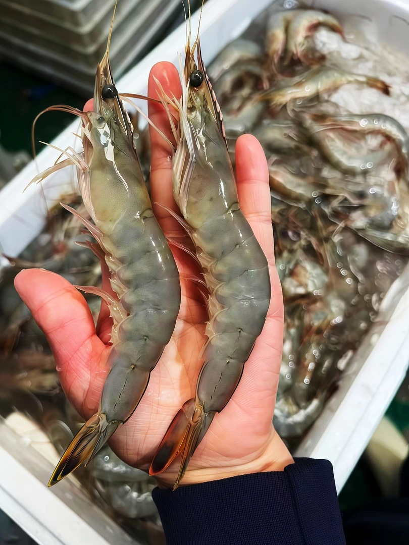 威海本地【渤海湾大对虾】1斤15/18只当天到港新鲜速冻码头直达