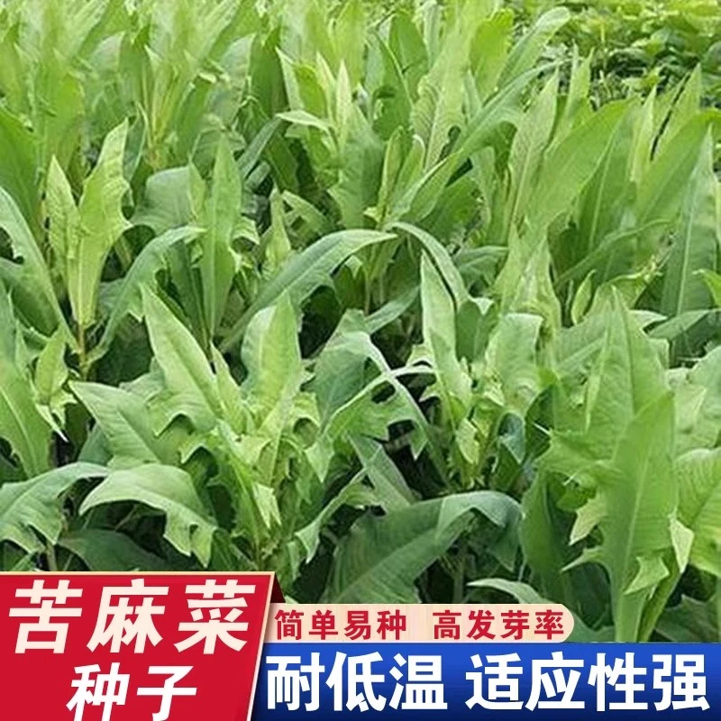 新疆西藏包邮【曲麻菜苦麻菜种子】野苦菜取麻菜苦种子苣苦麦菜种籽