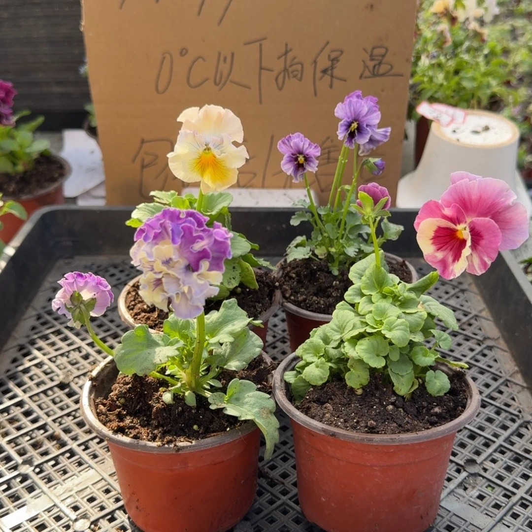 大部分花苞少量开放107