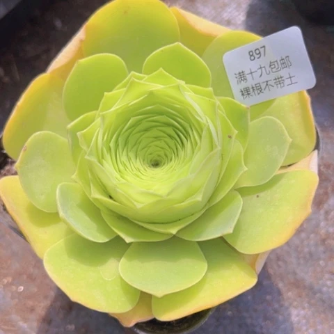 897 裸根不带土发货