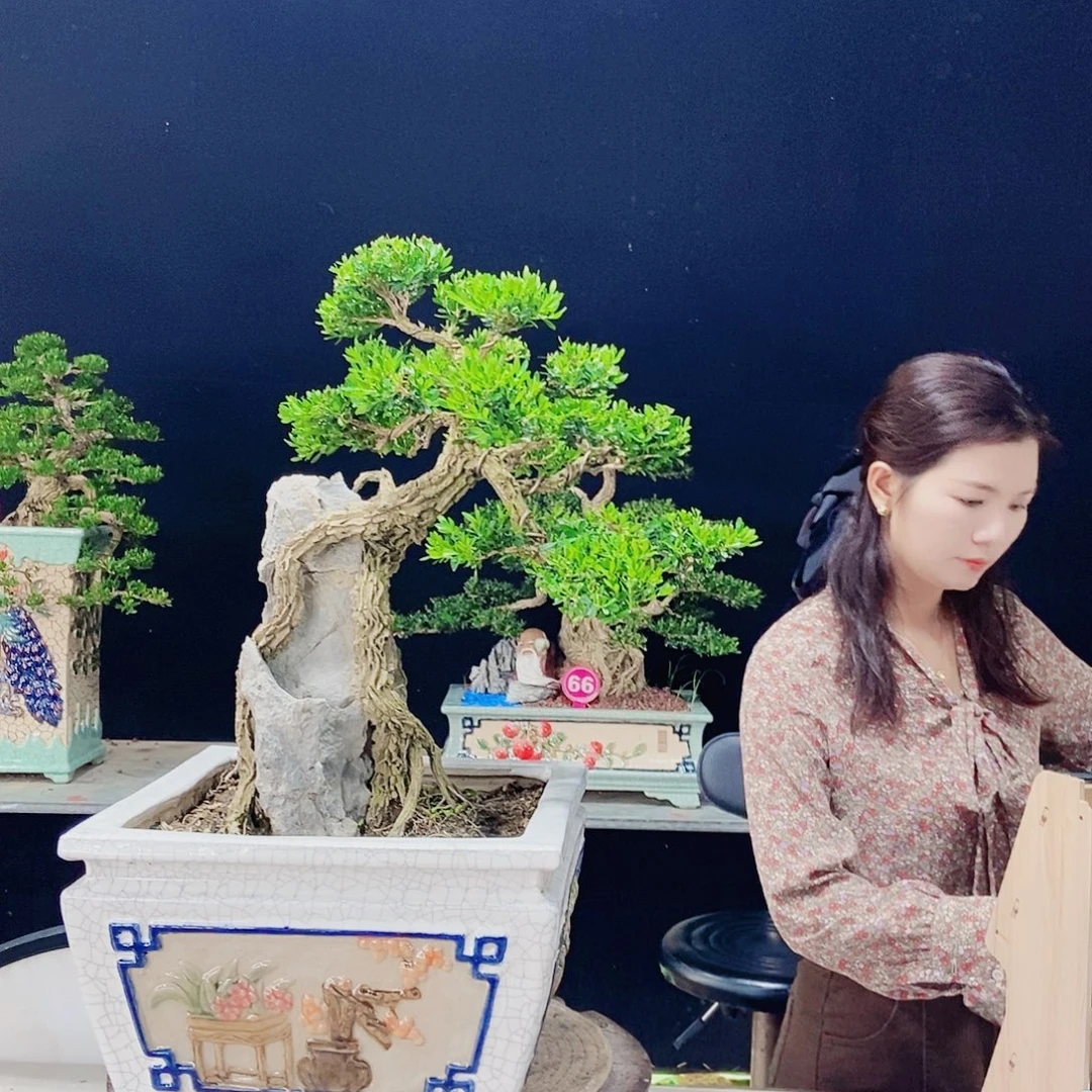 当前无花朵，栽培后可花朵