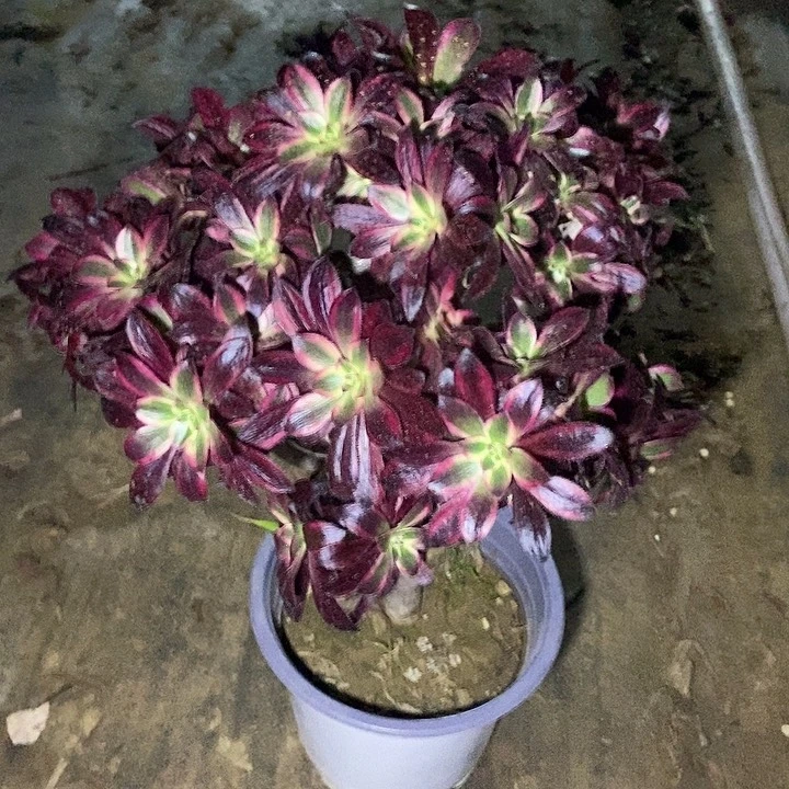 丽娜母本砍头朵朵棒棒糖多肉